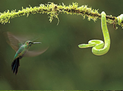 Nature&rsquo;s Best winning photos