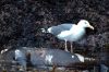 Filename=BR_Gull_feasting_on_sea_lion.jpg
Filesize=154KB
Dimensions=640x427
Date added=Oct 15, 2009 BR_Gull_feasting_on_sea_lion.jpg