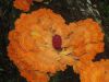 Filename=Copyrighted_Image_Reuse_Prohibited_590020.jpg
Filesize=122KB
Dimensions=800x600
Date added=Sep 26, 2007 Copyrighted_Image_Reuse_Prohibited_590020.jpg