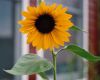 Filename=Copyrighted_Image_Reuse_Prohibited_724692.jpg
Filesize=187KB
Dimensions=800x643
Date added=Sep 30, 2008 Copyrighted_Image_Reuse_Prohibited_724692.jpg