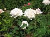 Filename=Copyrighted_Image_Reuse_Prohibited_724718.jpg
Filesize=58KB
Dimensions=600x450
Date added=Sep 30, 2008 Copyrighted_Image_Reuse_Prohibited_724718.jpg