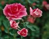 Filename=Copyrighted_Image_Reuse_Prohibited_724719.jpg
Filesize=172KB
Dimensions=800x640
Date added=Sep 30, 2008 Copyrighted_Image_Reuse_Prohibited_724719.jpg
