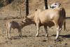 Filename=SM_cows_play_date.jpg
Filesize=275KB
Dimensions=800x536
Date added=Oct 15, 2009 SM_cows_play_date.jpg
