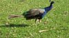 Filename=SM_peacock_on_the_run.jpg
Filesize=335KB
Dimensions=800x450
Date added=Oct 15, 2009 SM_peacock_on_the_run.jpg