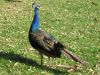 Filename=SM_proud_peacock.jpg
Filesize=421KB
Dimensions=800x600
Date added=Oct 15, 2009 SM_proud_peacock.jpg